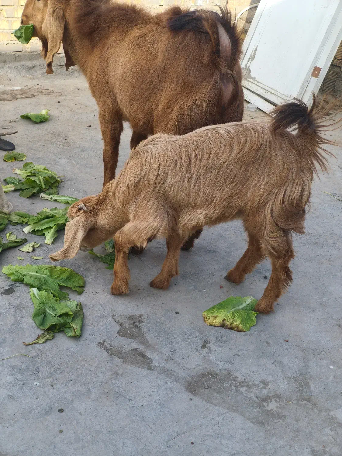 چهار عدد بز|حیوانات مزرعه|اهواز, کوی علوی|دیوار