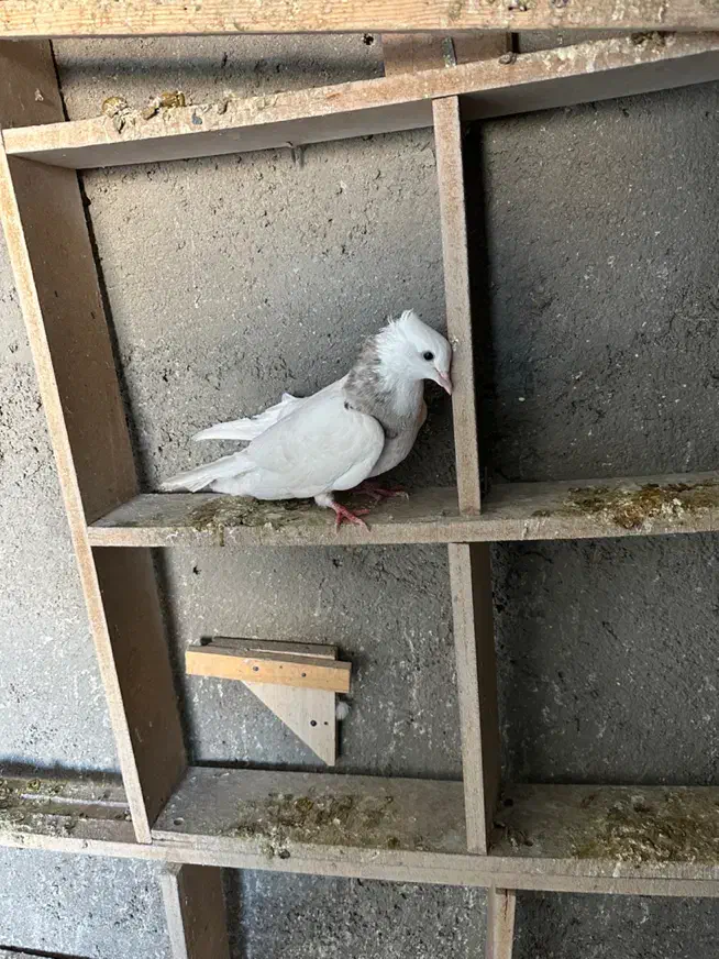 ماده طوقی هفت رنگ|پرنده|بروجرد, |دیوار