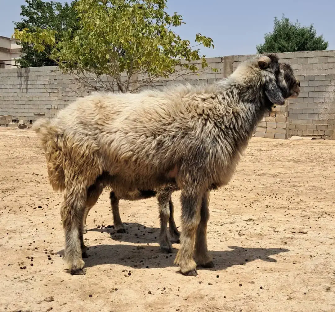 قوچ سوز بختیاری|حیوانات مزرعه|شیراز, سعدیه شمالی|دیوار