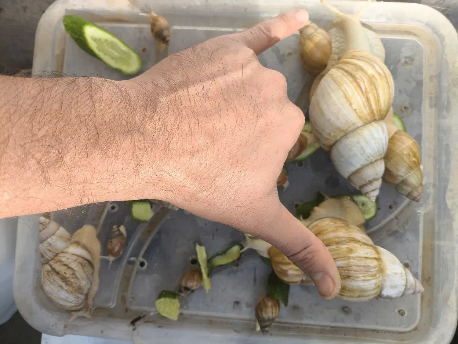 حلزون|خزنده|بجنورد, |دیوار