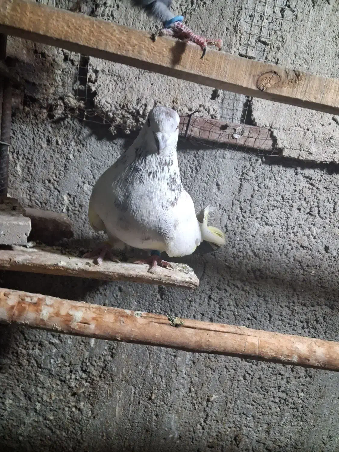 کبوتر کله خال دار|پرنده|مبارکه, |دیوار