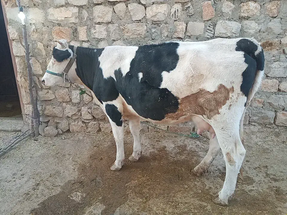 گاو و گوساله|حیوانات مزرعه|چگنی, |دیوار