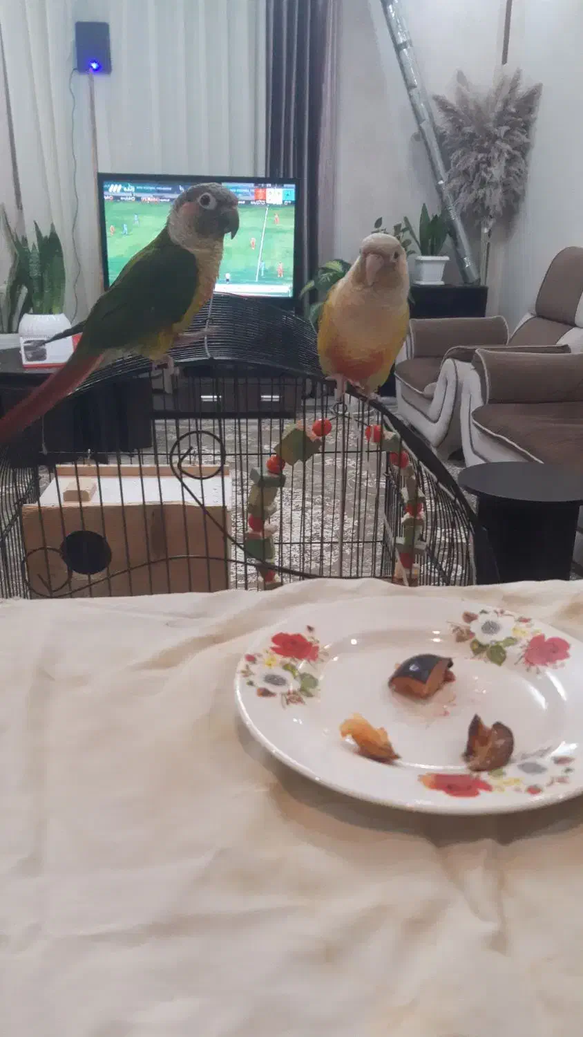 جفت گرینچیک دستی بالغ،قناری نر ،جفت برزیلی بالغ|پرنده|چهارباغ, |دیوار