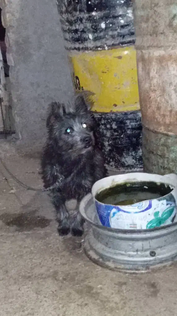 سگ پشمالو|سگ|هامون, |دیوار