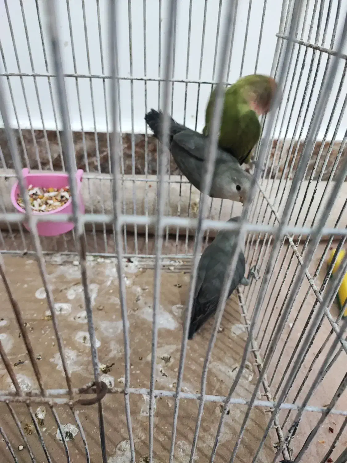 3عدد فیشر رنگ خاص|پرنده|آبادان, |دیوار