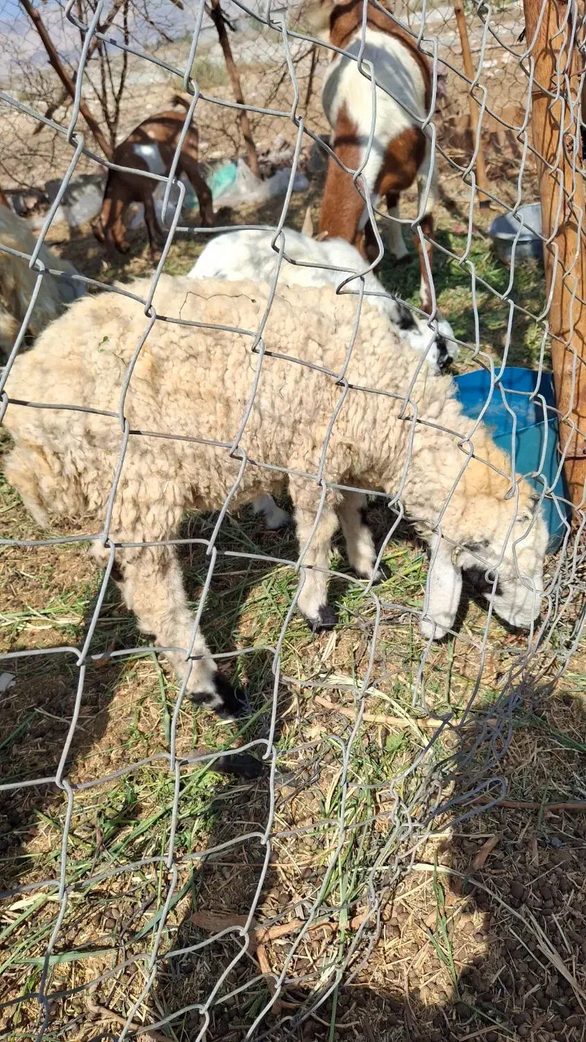 بز فروشی|حیوانات مزرعه|فاریاب, |دیوار