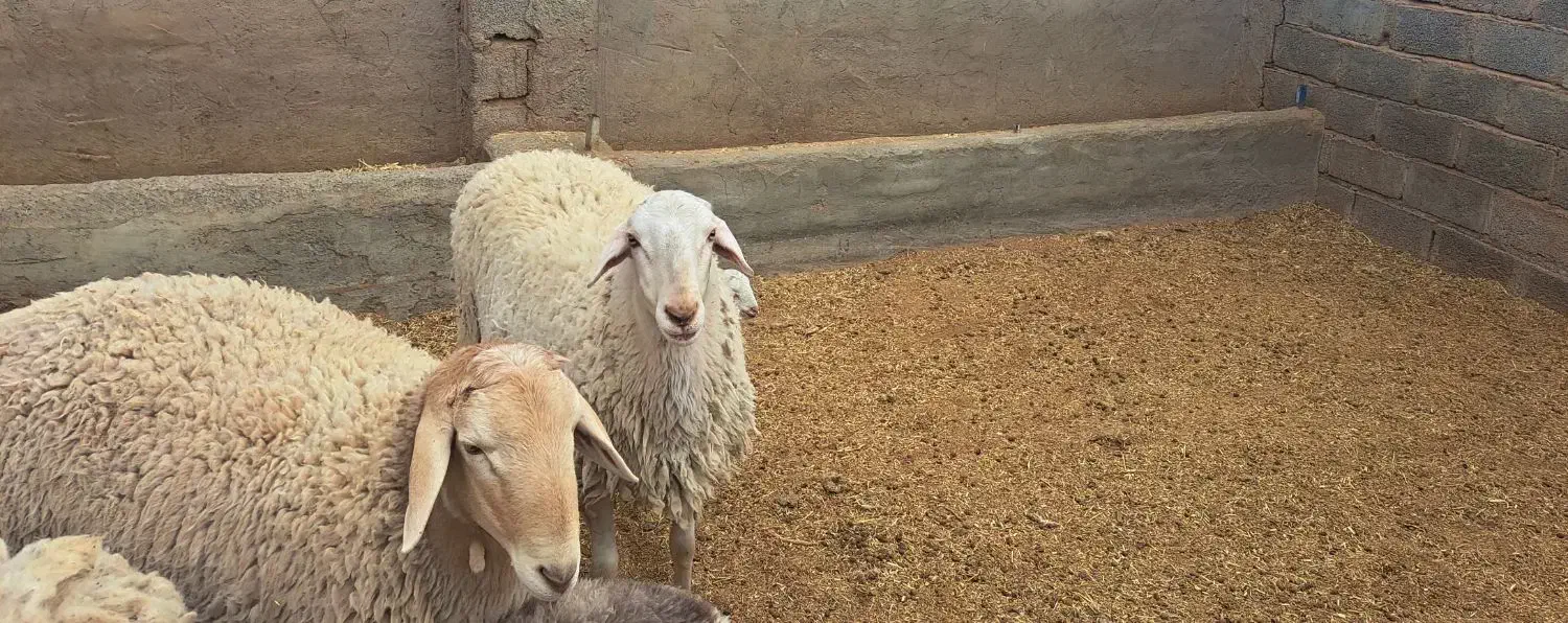 سلام دو عدد بره نر آصف|حیوانات مزرعه|کرمان, |دیوار