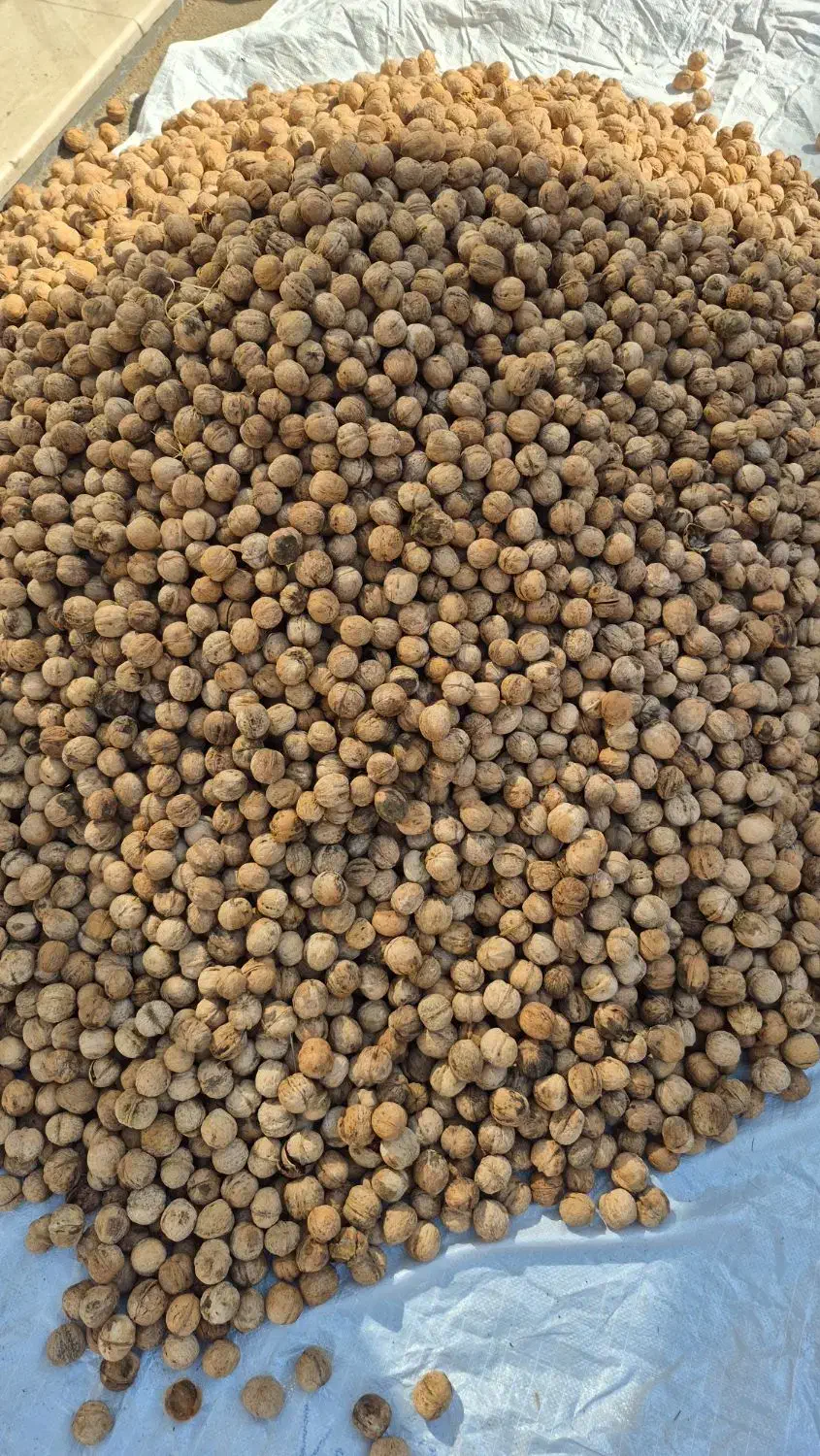 گردو بومی سامان پر چرب و سفید|عمدهفروشی|اصفهان, جاوان|دیوار