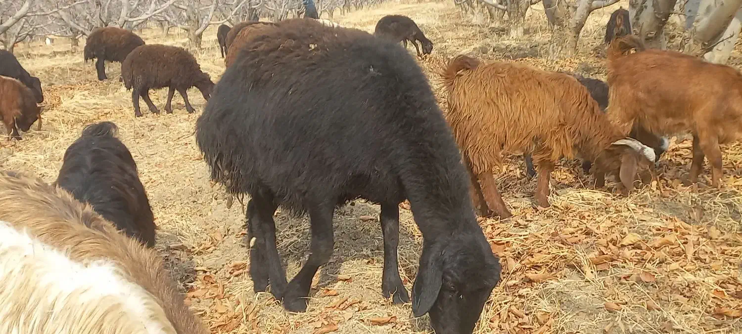 فروش گوسفند بز و بزغاله|حیوانات مزرعه|میاندوآب, |دیوار