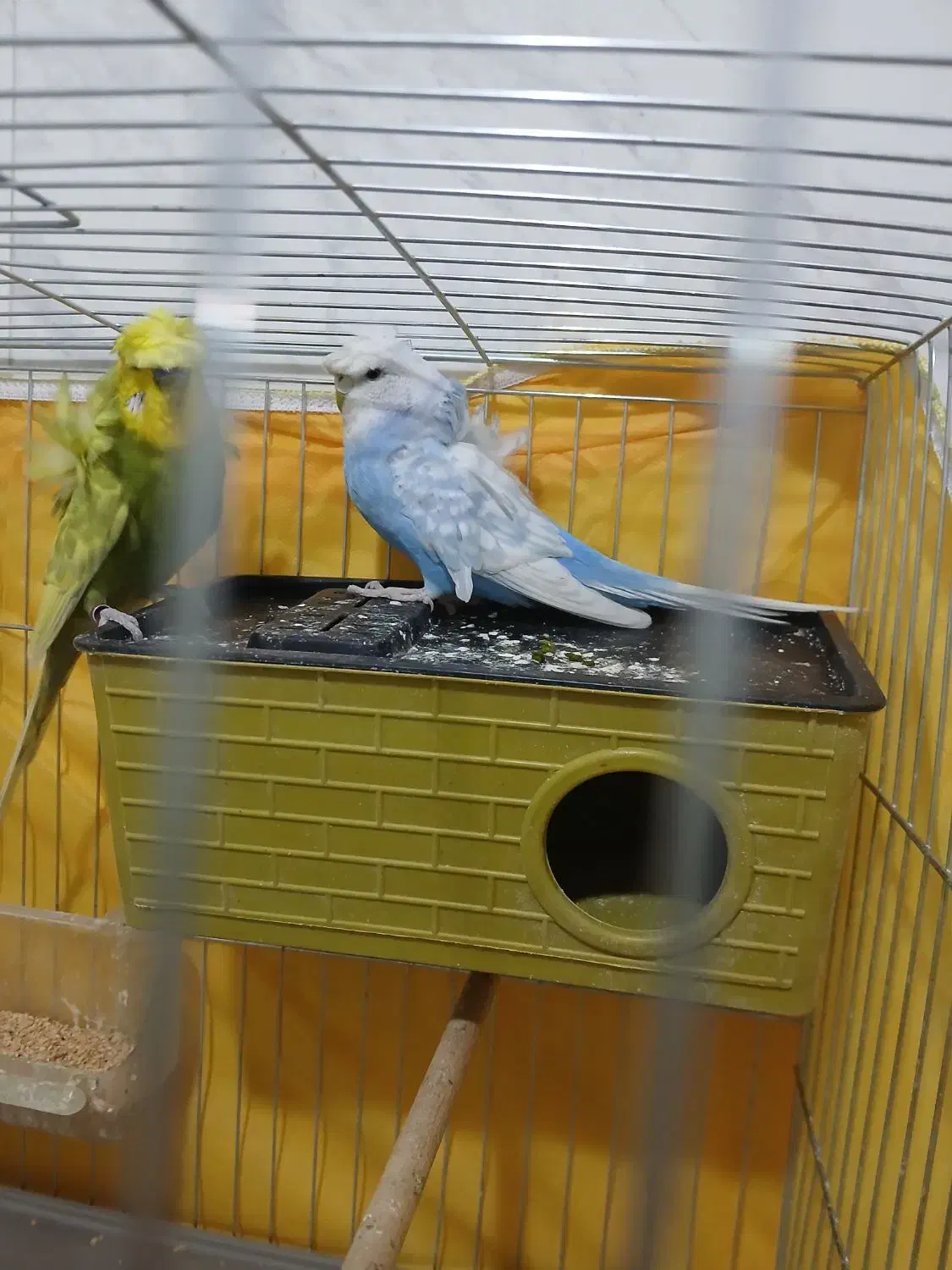 جفت مرغ عشق پروانه ای|پرنده|قزوین, |دیوار