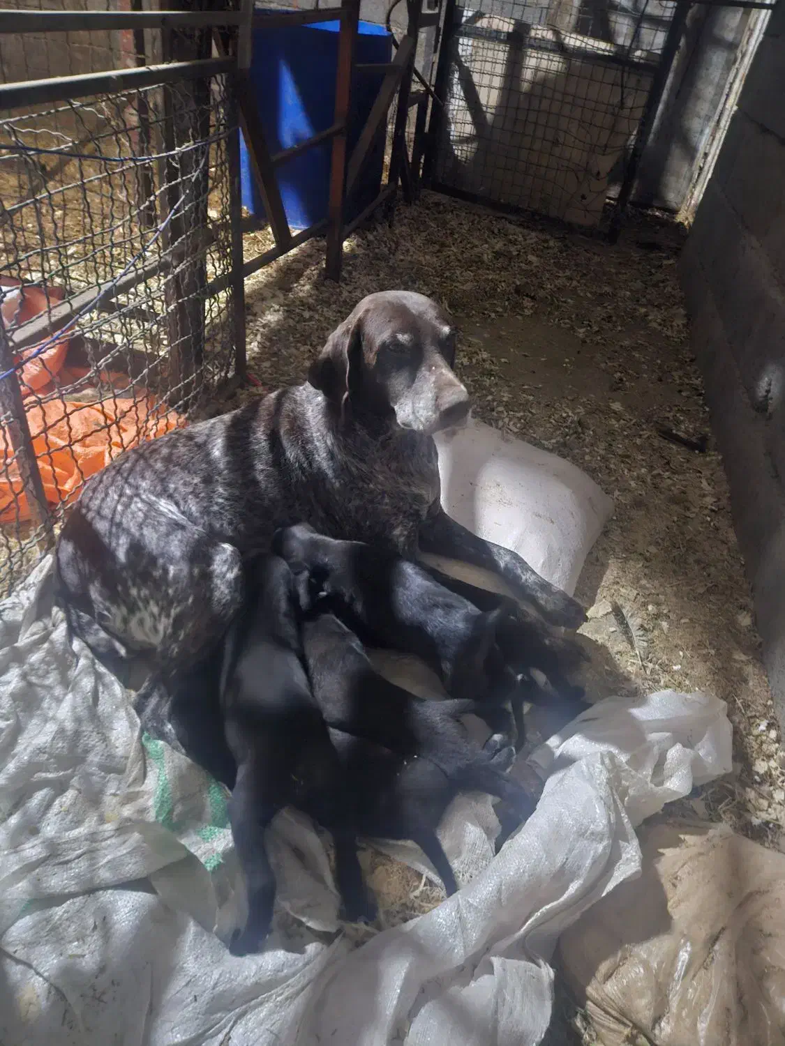 فروش سگ شکاری با توله های اصیل|سگ|رامسر, |دیوار