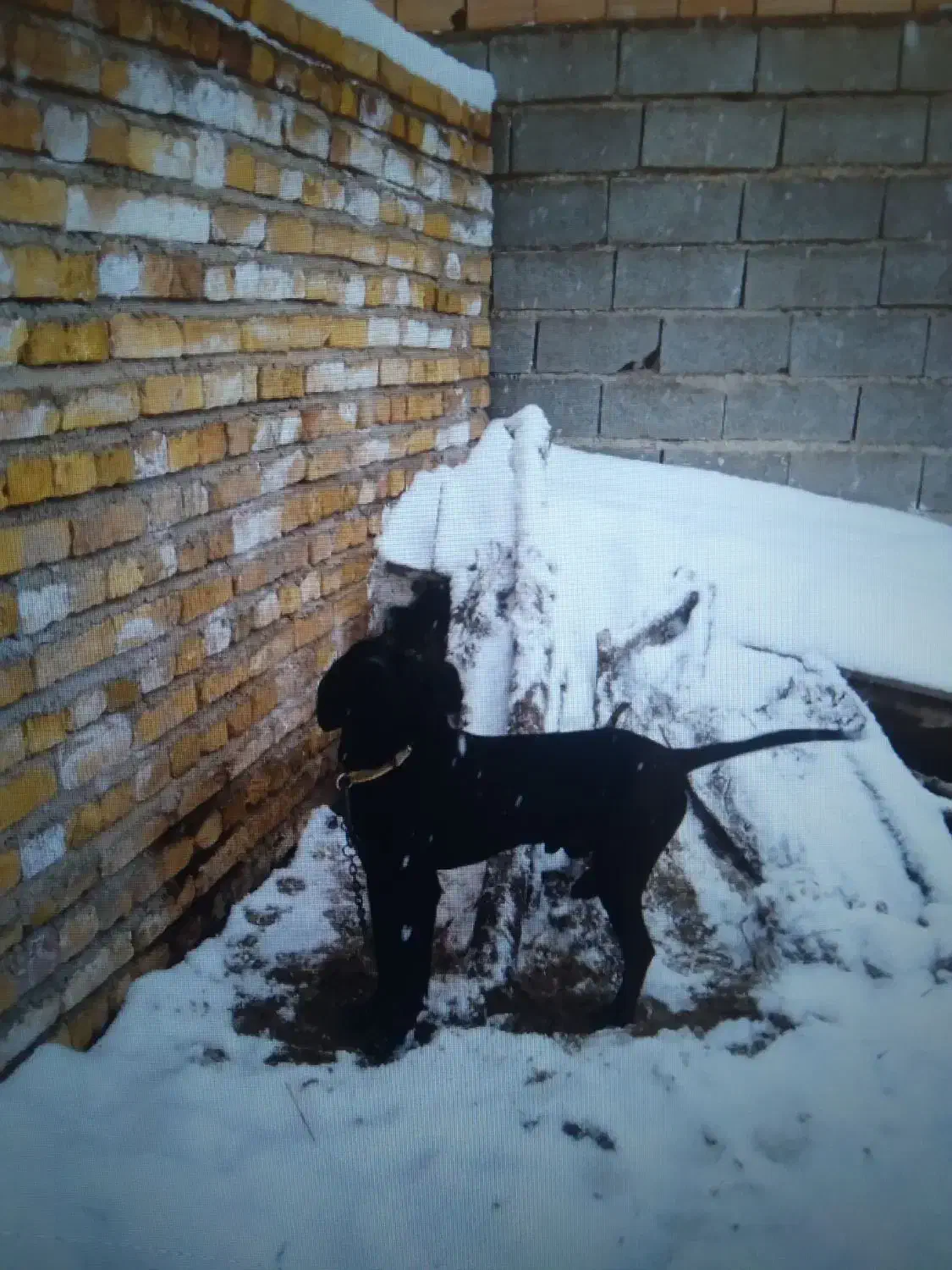 سگ دنبلانی|سگ|مینودشت, |دیوار