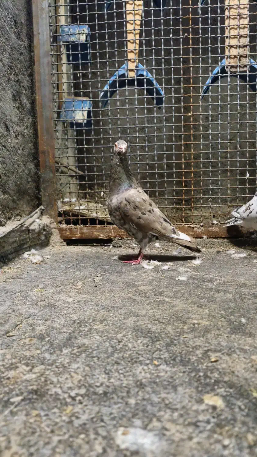 سار شکلاتی نر عتیغه عتیغه برار نیس نگرد|پرنده|خواف, |دیوار