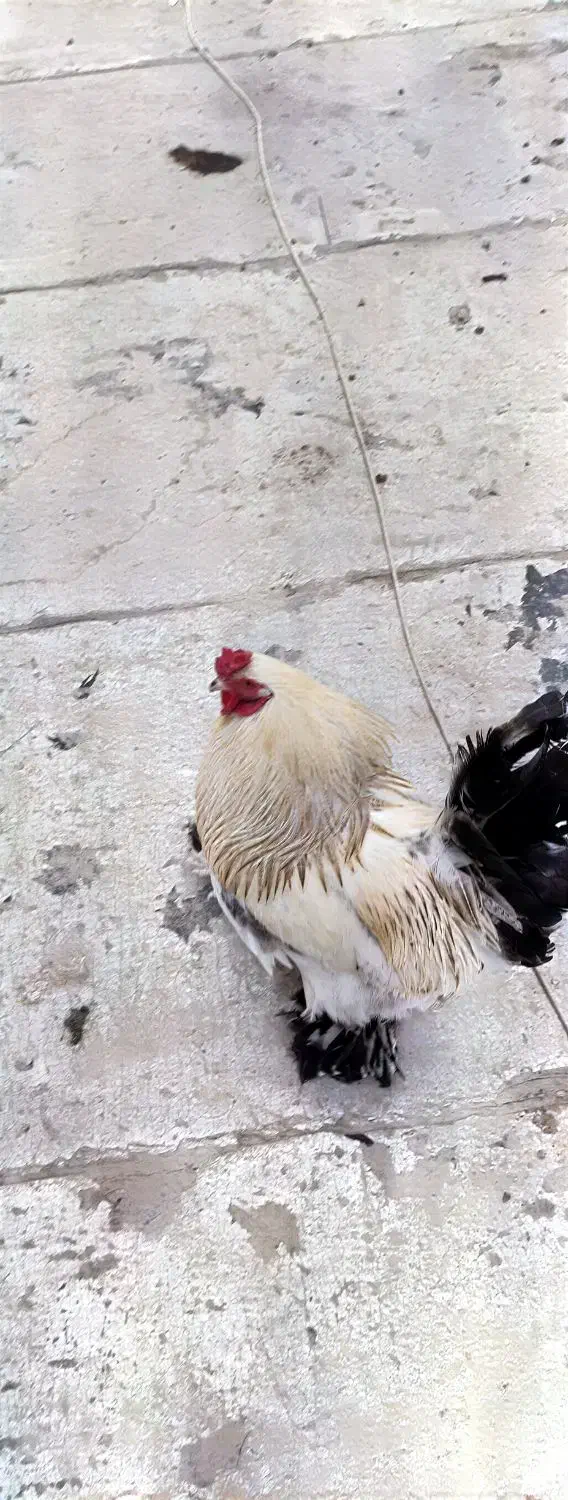 خروس|حیوانات مزرعه|نسیم‌شهر, |دیوار