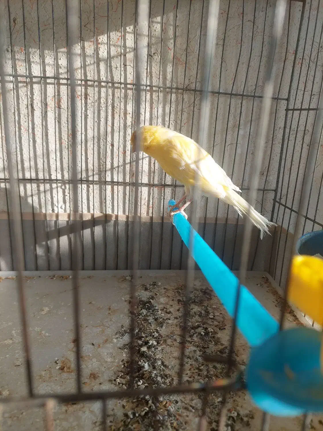 قناری ماده|پرنده|مرودشت, ابوذر شمالی‎|دیوار