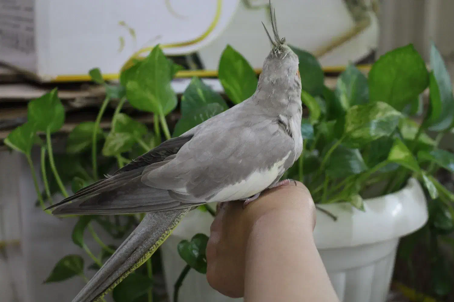 عروس هلندی|پرنده|تهران, بیسیم|دیوار