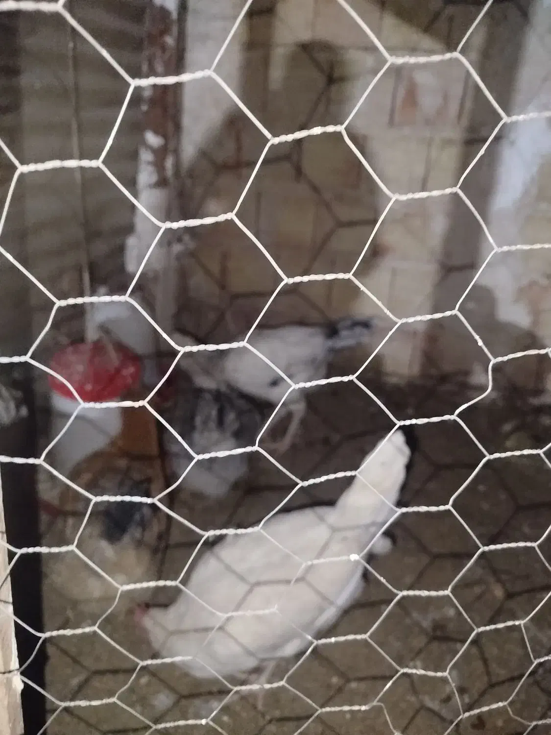 مرغ وخروس|حیوانات مزرعه|محمدیه-قزوین, |دیوار