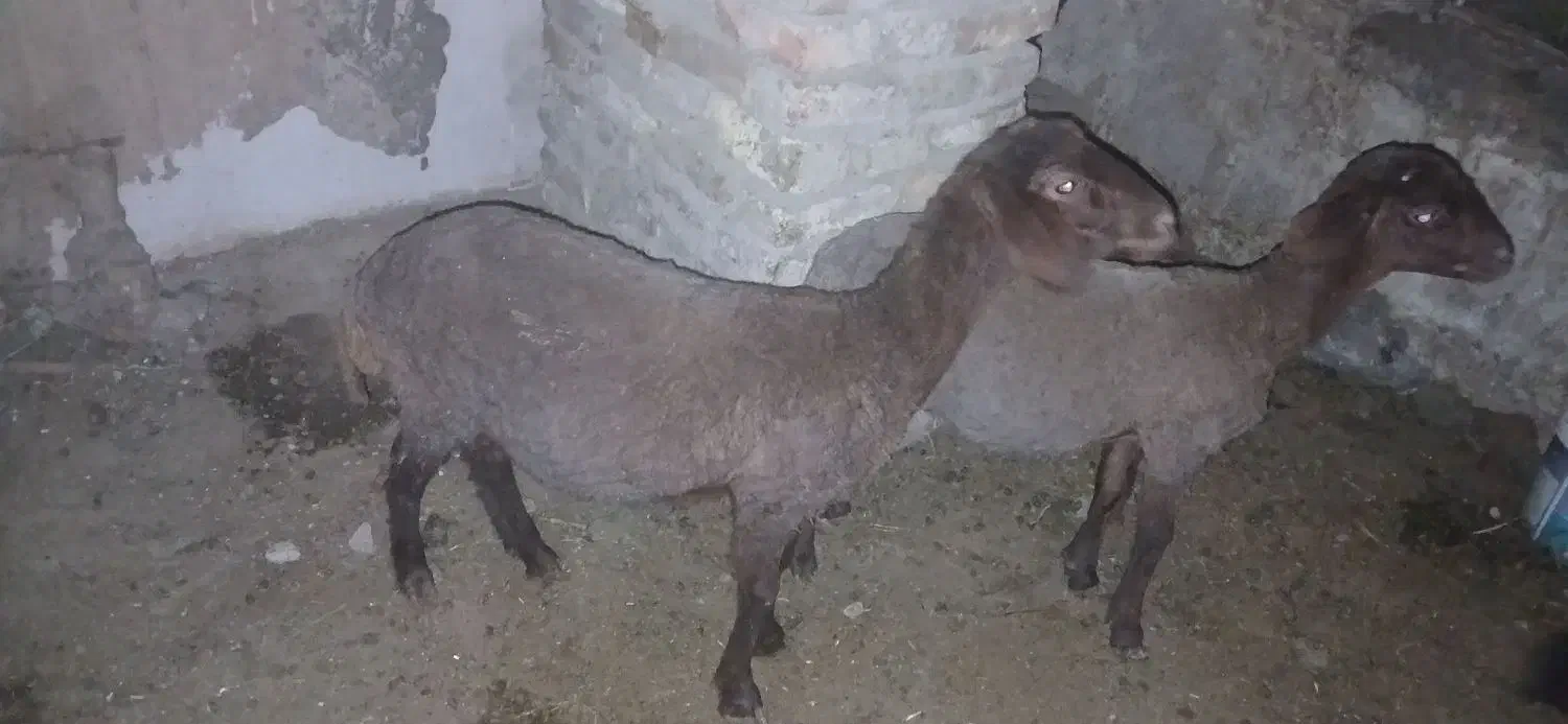 فوق العاده خوب|حراج|گنبد کاووس, |دیوار