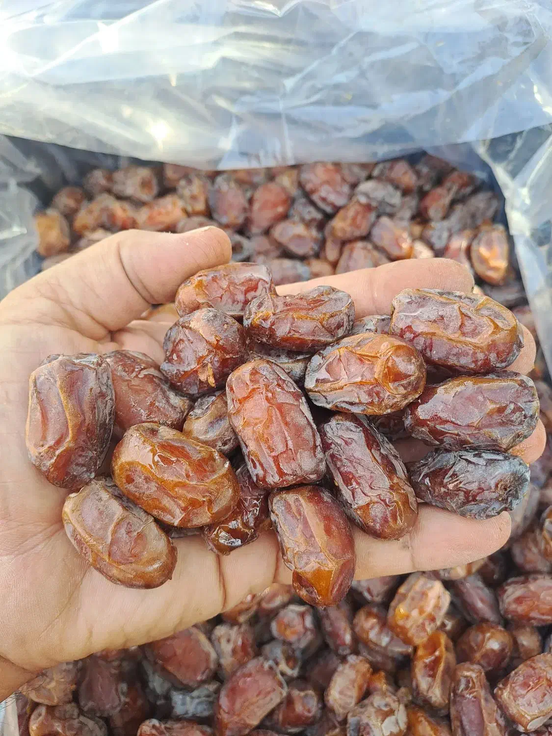 خرما کبکاب خشت اعلا ارگانیک|خوردنی و آشامیدنی|قم, باغ شریفی|دیوار