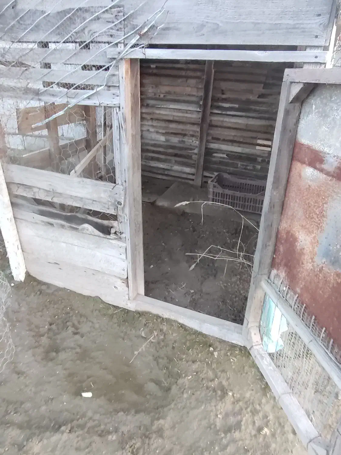 لانه مرغ و خروس و کبوتر|لوازم جانبی حیوانات|گمیشان, |دیوار