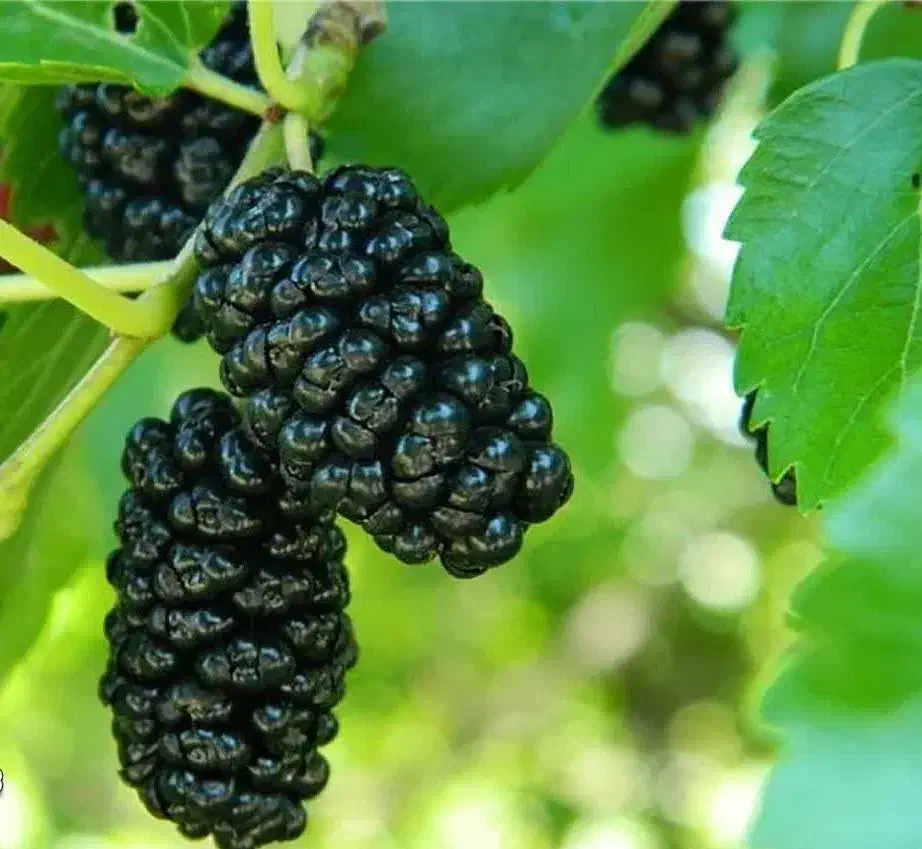 فروش نهال توت چتری|خدمات باغبانی و درختکاری|درح, |دیوار