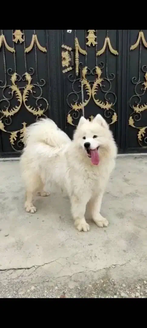 ساموئید ماده|سگ|ماهدشت, |دیوار