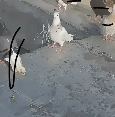 طوقی|پرنده|رامهرمز, |دیوار