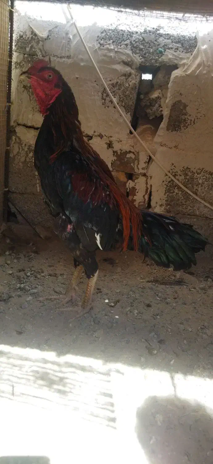 مرغ خروس فروشی|حیوانات مزرعه|سراوان, |دیوار