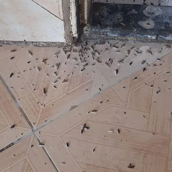 سمپاشی ریشه کن شدن سوسک ساس سمپاش هرس باغبانی|خدمات باغبانی و درختکاری|تهران, زعفرانیه|دیوار
