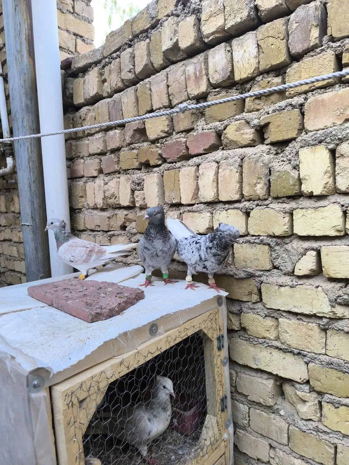 کبوتر|پرنده|تاکستان, |دیوار