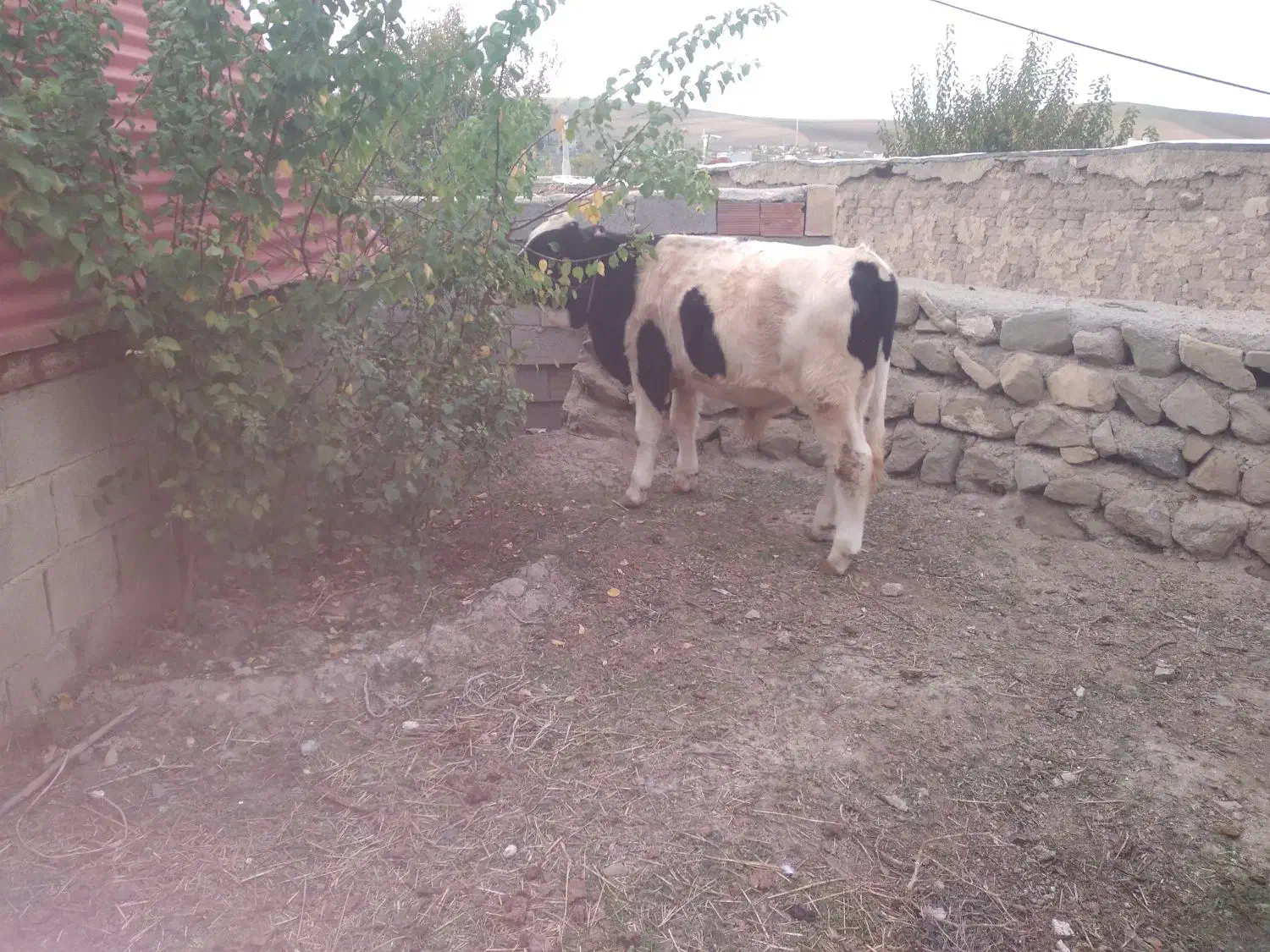 گاو گوساله نر|حیوانات مزرعه|آبش احمد, |دیوار