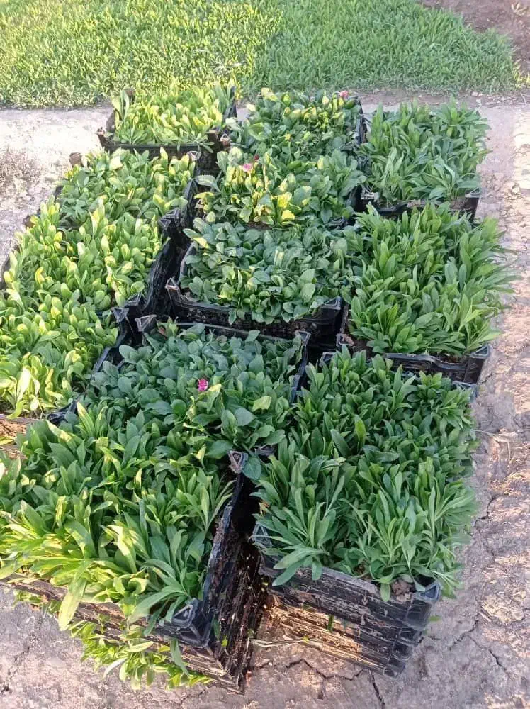 نشا گلهای فصلی رسید|گل و گیاه طبیعی|رامشیر, |دیوار