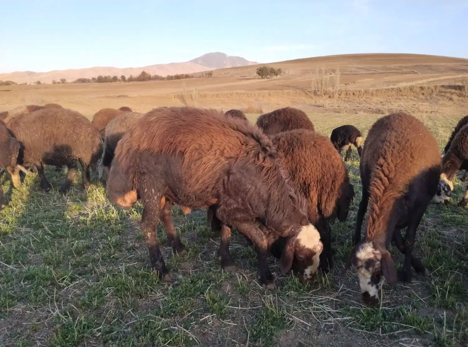 قوچ|حیوانات مزرعه|شازند, |دیوار