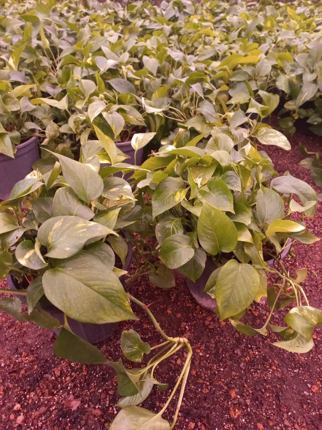 گل پتوس|گل و گیاه طبیعی|محلات, |دیوار