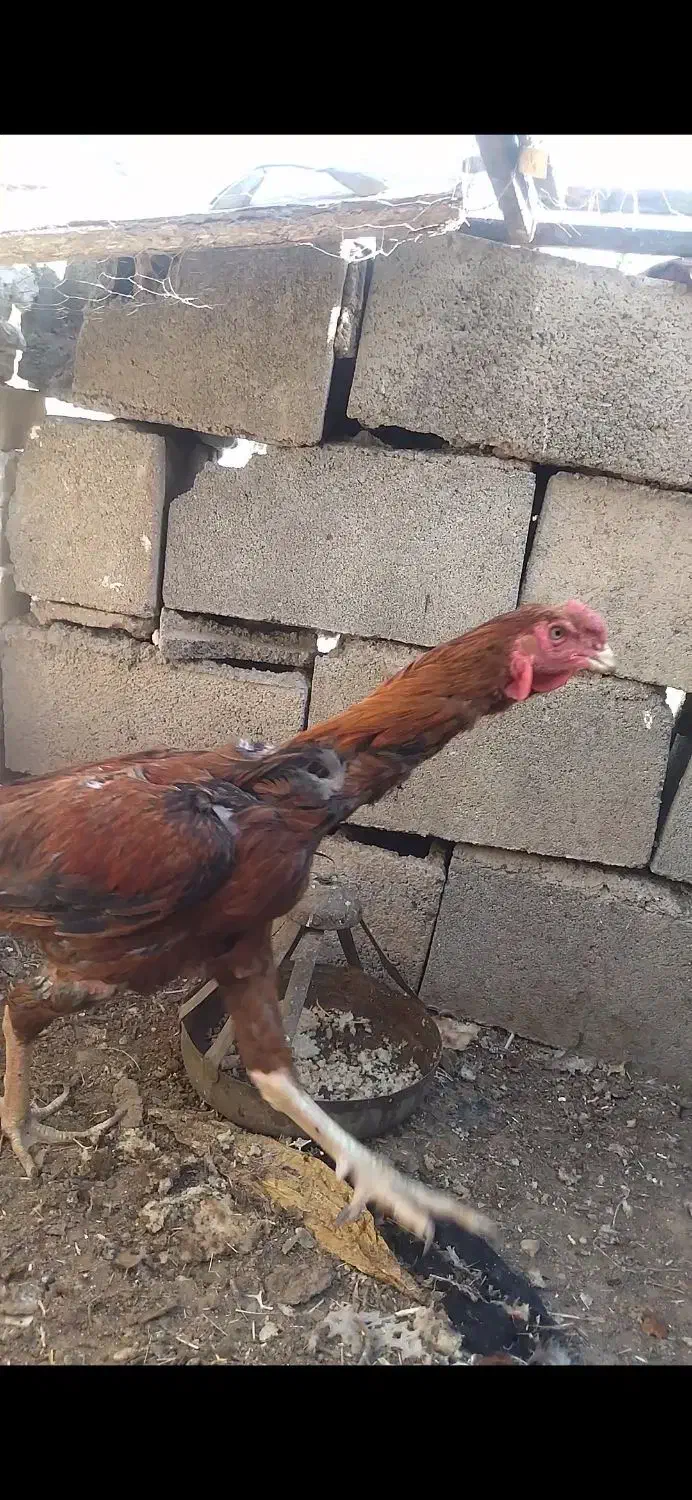 جوجه لاری|حیوانات مزرعه|تربت جام, معدآباد|دیوار