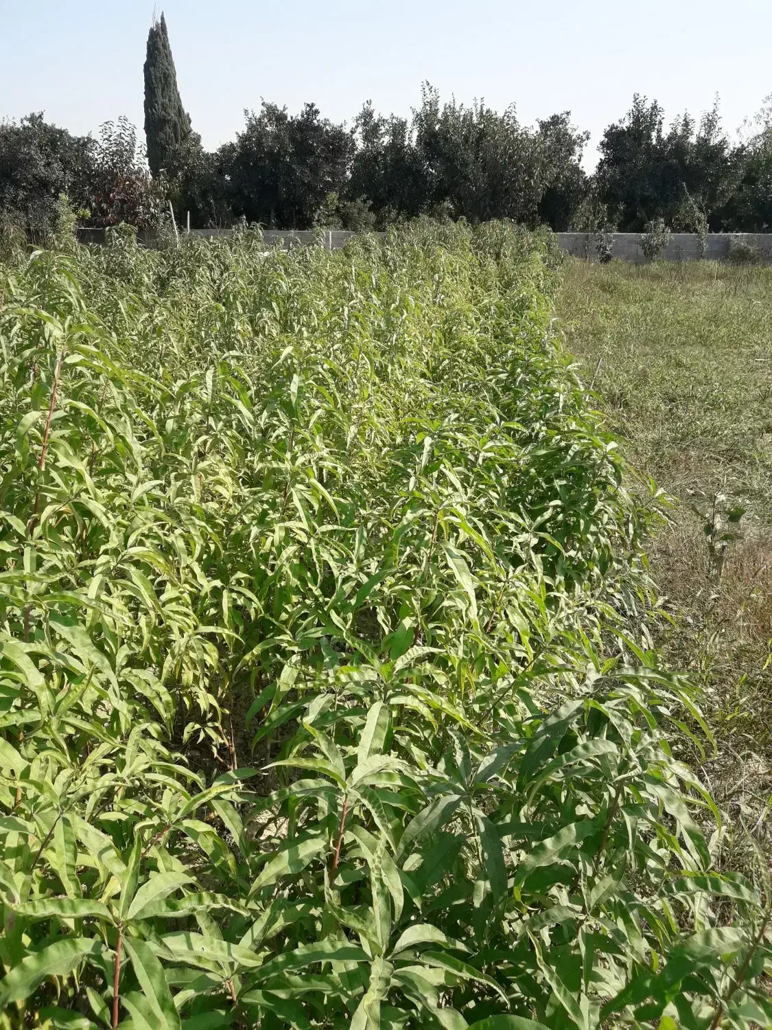 نهال شلیل حسنپوری کرس|گل و گیاه طبیعی|ساری, |دیوار