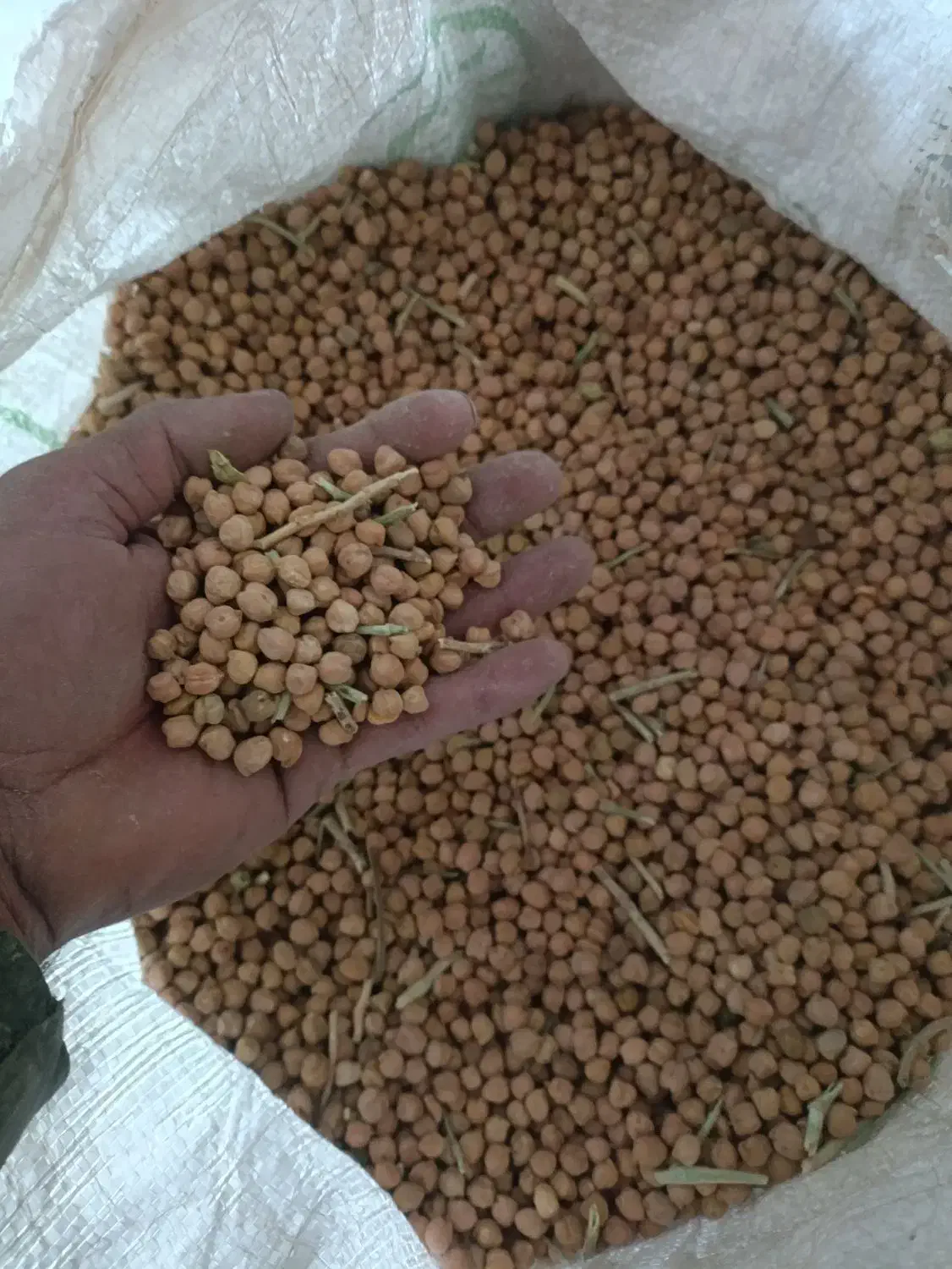 نوک (نخود  ترکیه )|خوردنی و آشامیدنی|پیرانشهر, |دیوار