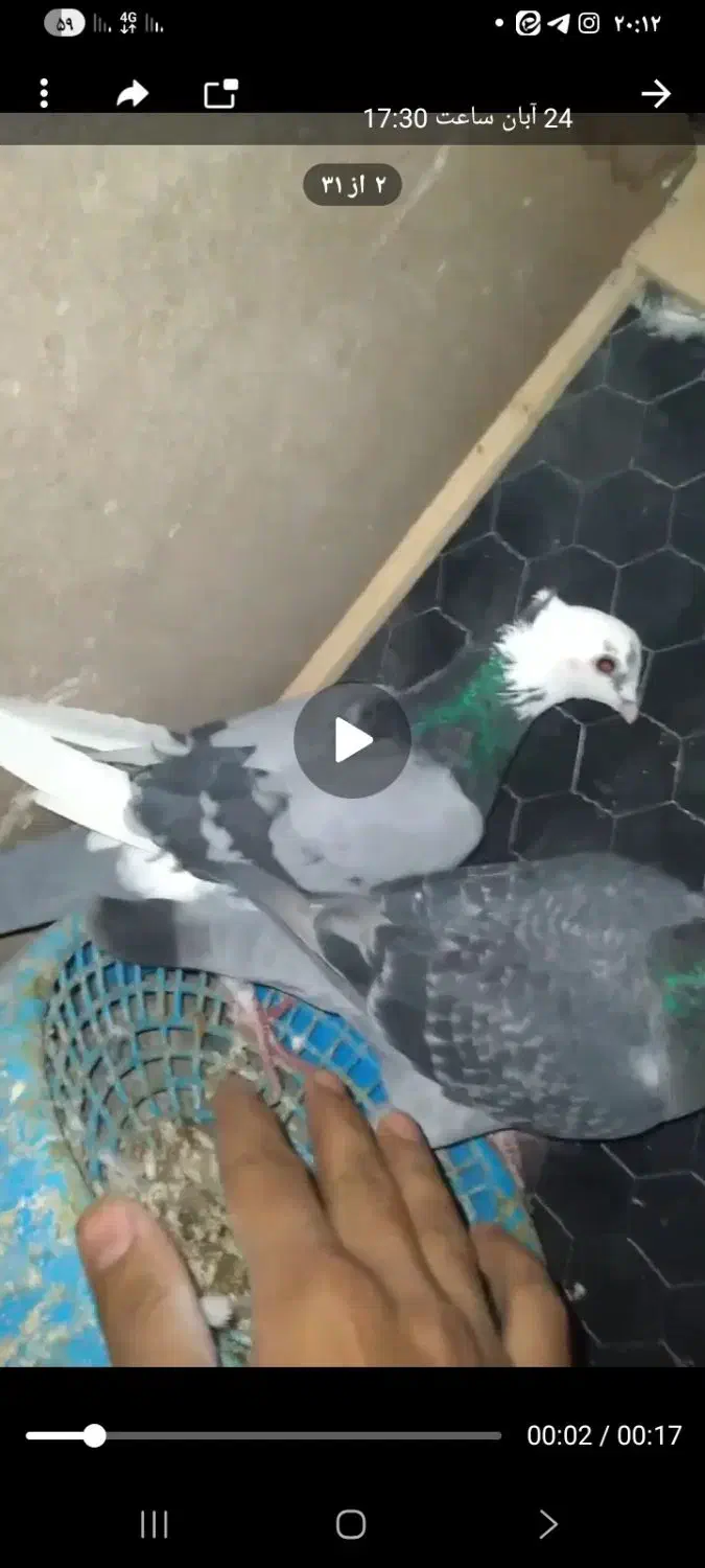 کفتر دوزدیده شده|حیوانات|قائن, |دیوار