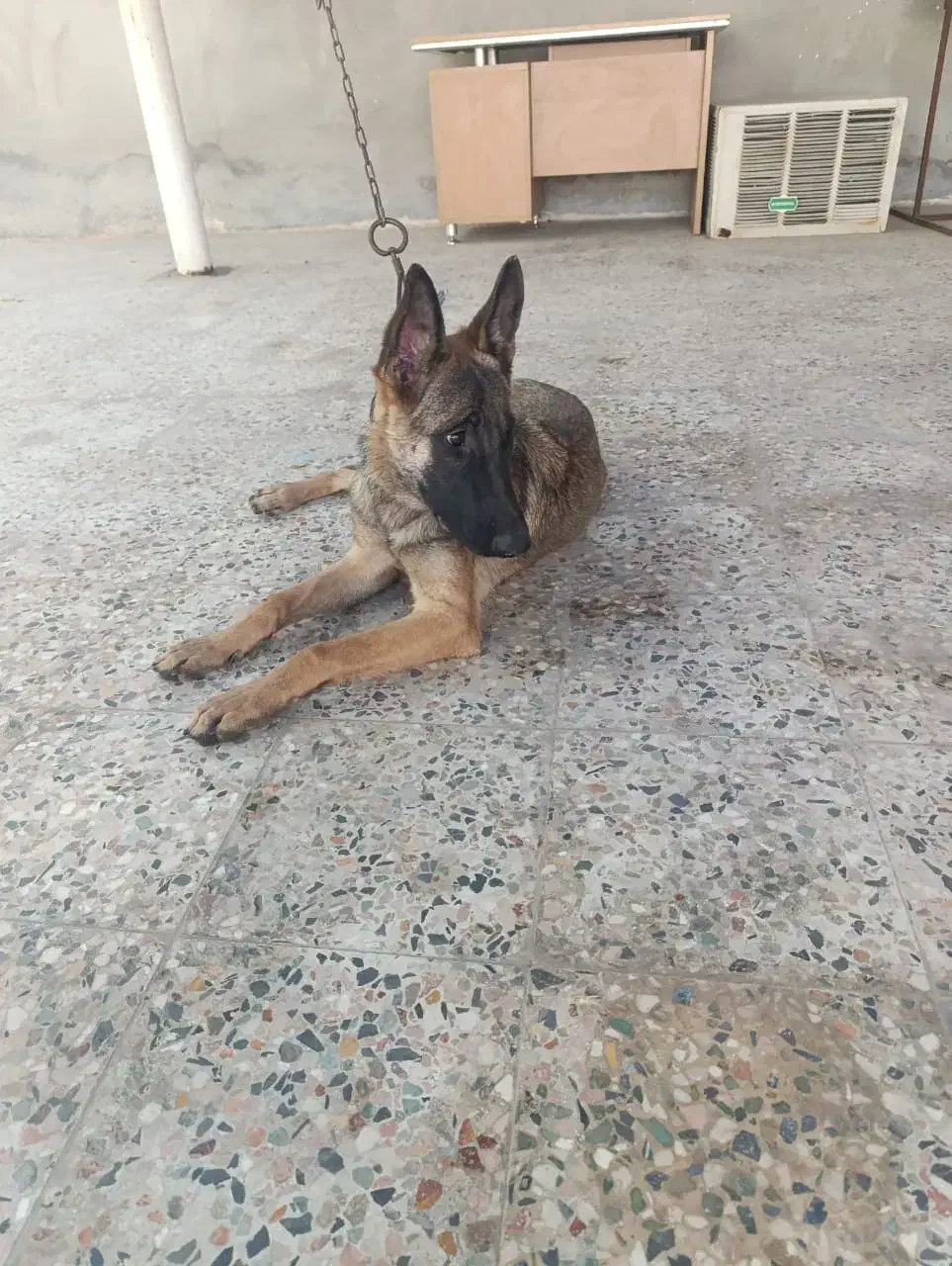 سگ مالنیوز|سگ|بندرعباس, |دیوار