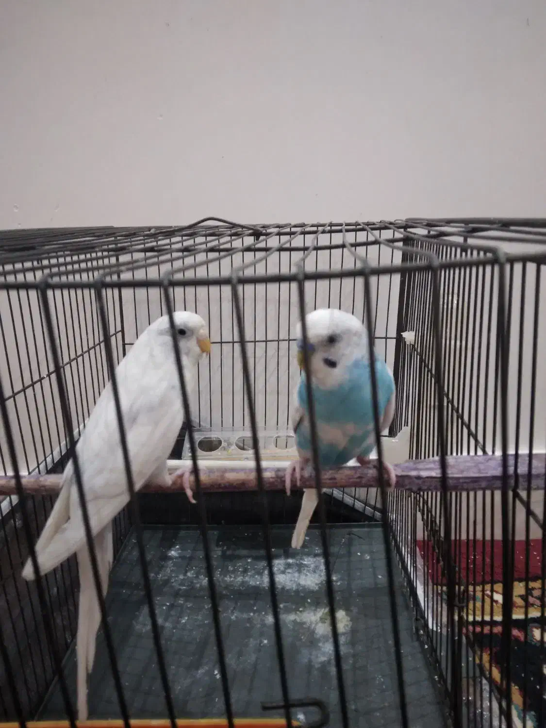 یک جفتمرغ عشق جوجه ده|پرنده|آذرشهر, |دیوار