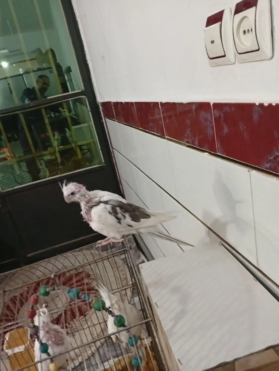 عروس هلندی المینو دوماه|پرنده|نظرآباد, رسالت|دیوار