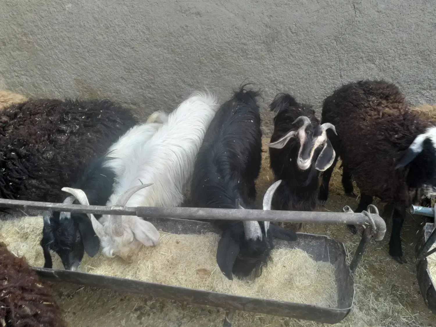 بزغاله|حیوانات مزرعه|شاهدشهر, |دیوار