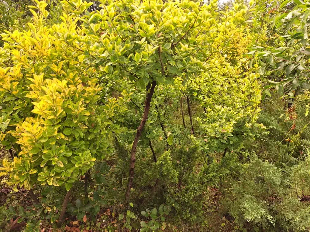 فروش  گلهای بیرونی با تخفیف ویژه|خدمات باغبانی و درختکاری|تنکابن, |دیوار