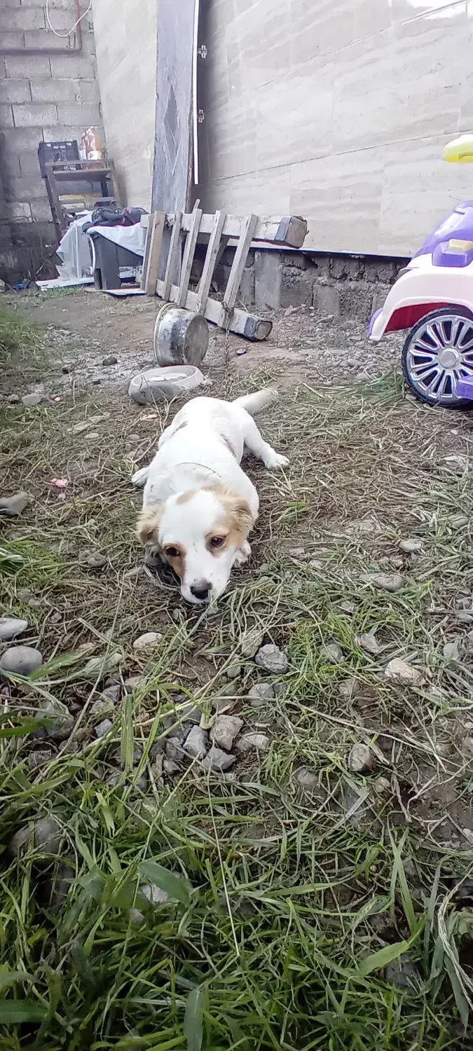 سگ پا کوتاه اشپیز|سگ|کوچصفهان, |دیوار