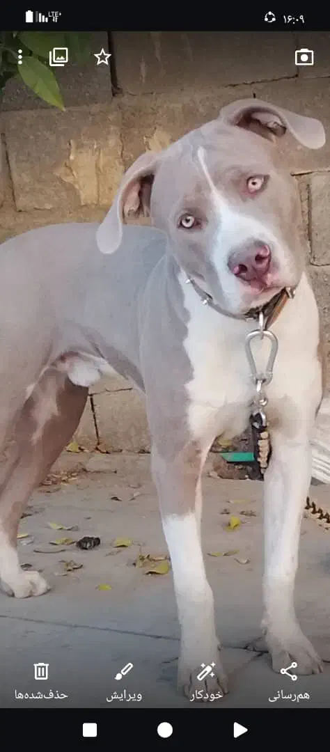 فروش پیت بول آمرکین|سگ|نورآباد ممسنی, |دیوار