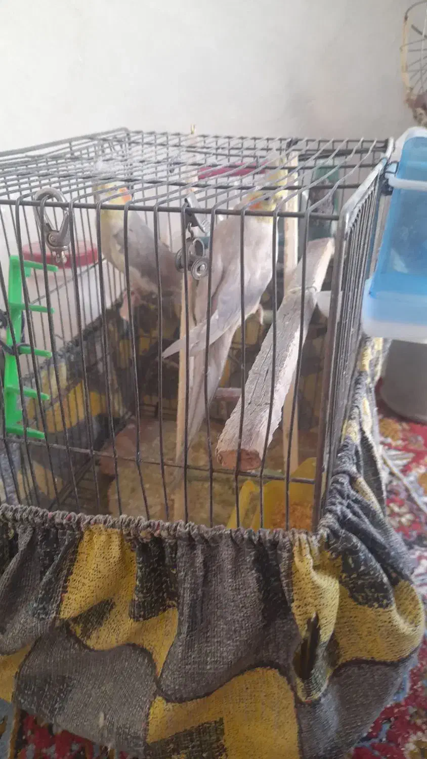 یک جفت عروس هلندی سالم و سرحال|پرنده|کوهدشت, |دیوار