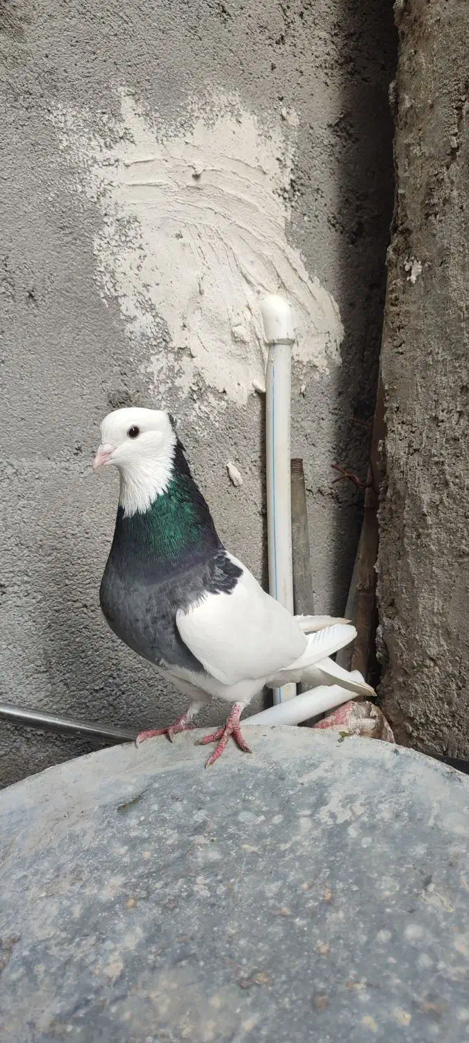 کبوتر خوشگل|پرنده|برازجان, |دیوار