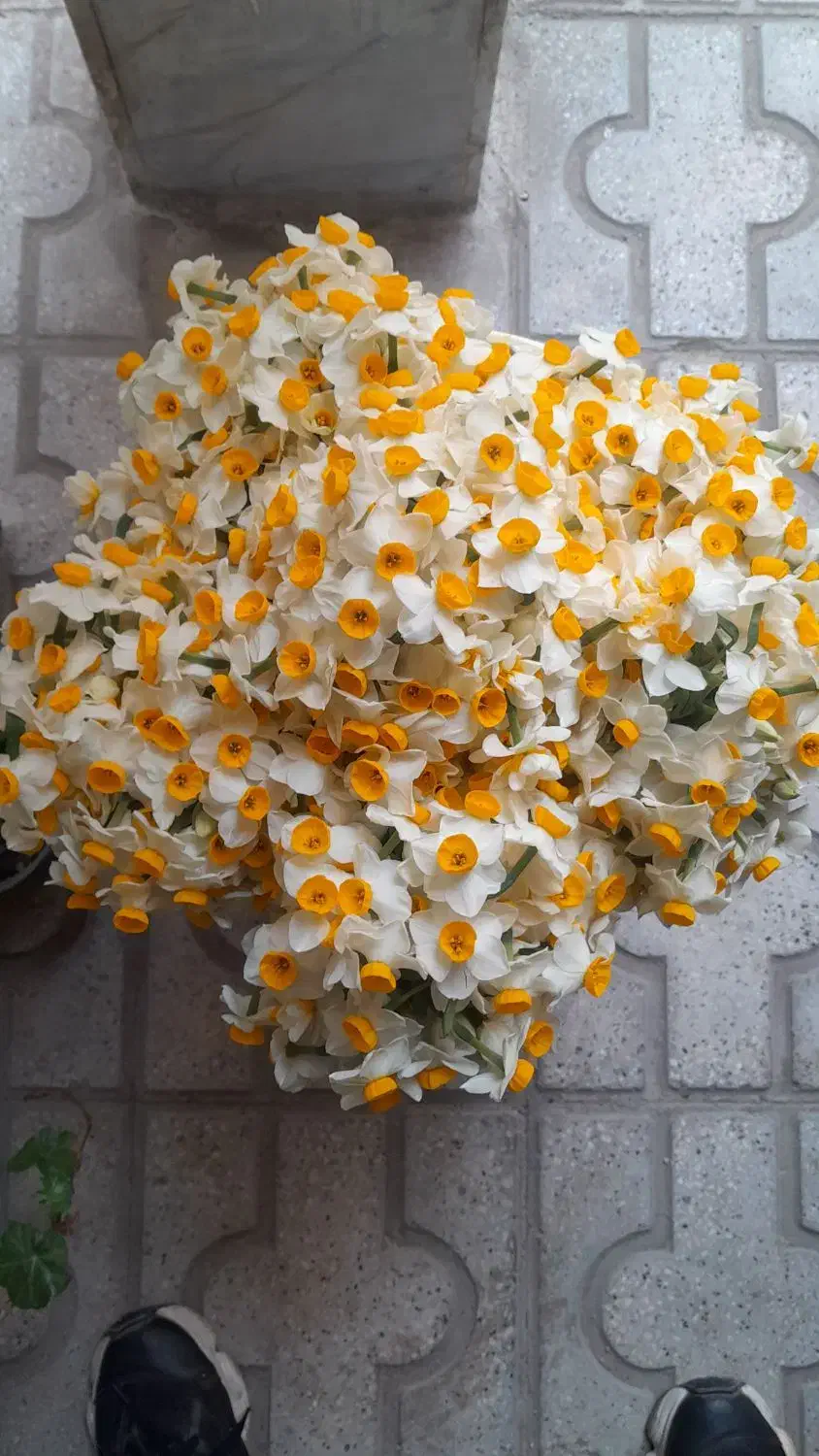 گل نرگس شاخه ایی ۱۵۰۰|گل و گیاه طبیعی|ساری, |دیوار