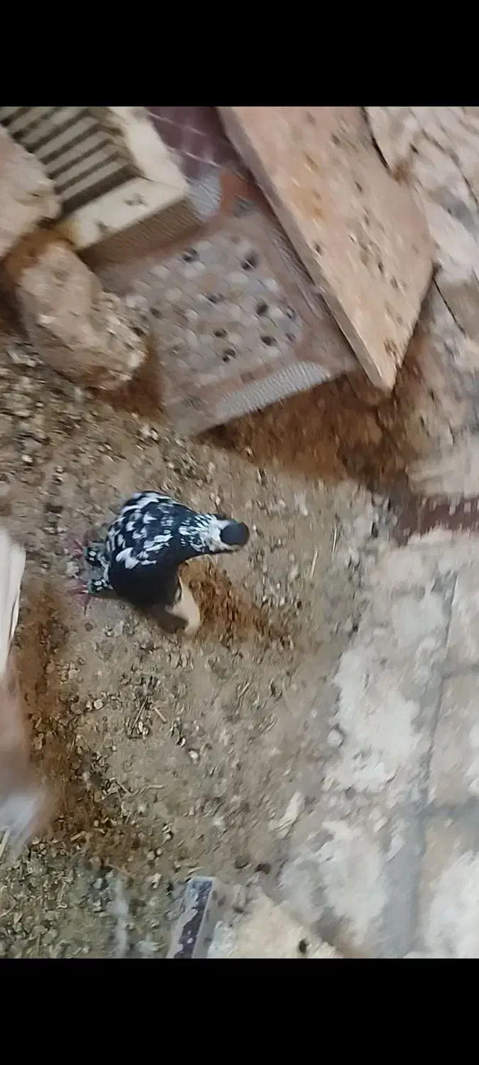 ساده افشون جفتگاه پرشی بوم|پرنده|نصر آباد, |دیوار