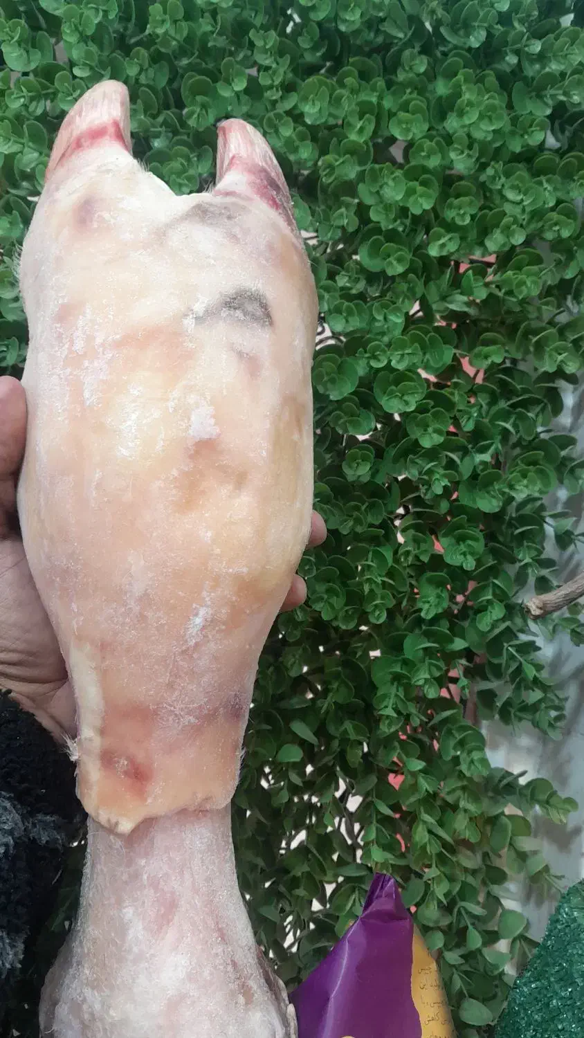 پاچه گوساله|خوردنی و آشامیدنی|رامشیر, |دیوار